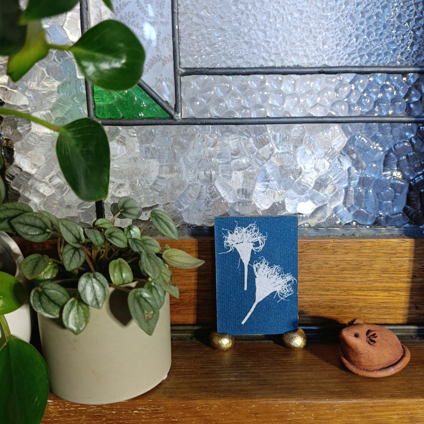 Cyanotype of gum tree flowers