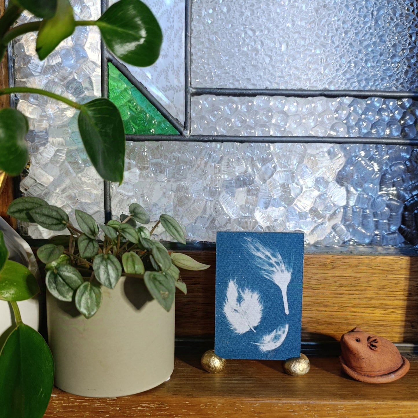 Cyanotype of feathers